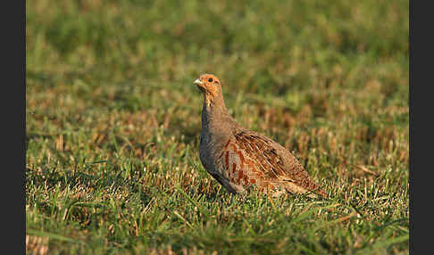 Rebhuhn (Perdix perdix)