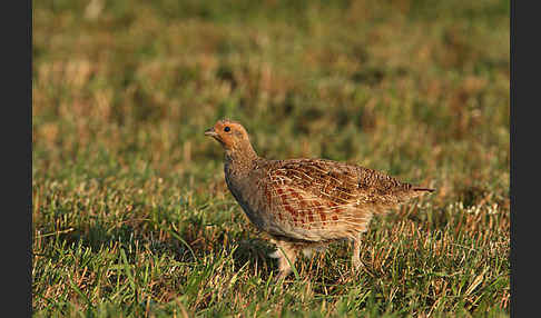 Rebhuhn (Perdix perdix)