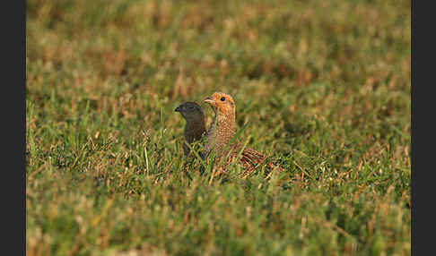 Rebhuhn (Perdix perdix)