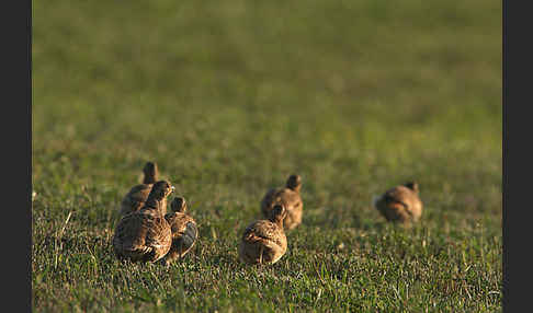 Rebhuhn (Perdix perdix)