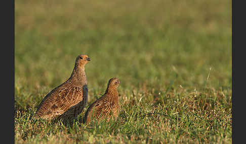 Rebhuhn (Perdix perdix)