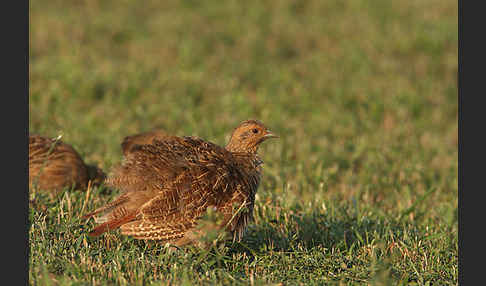 Rebhuhn (Perdix perdix)