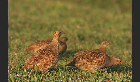 Rebhuhn (Perdix perdix)