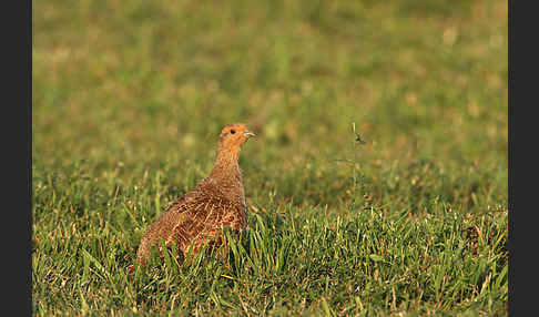 Rebhuhn (Perdix perdix)