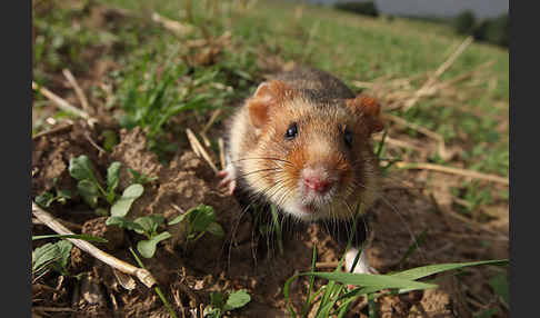 Hamster (Cricetus cricetus)