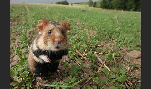 Hamster (Cricetus cricetus)