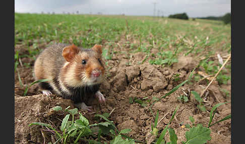 Hamster (Cricetus cricetus)