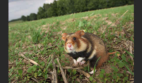 Hamster (Cricetus cricetus)