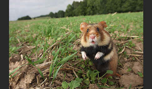 Hamster (Cricetus cricetus)