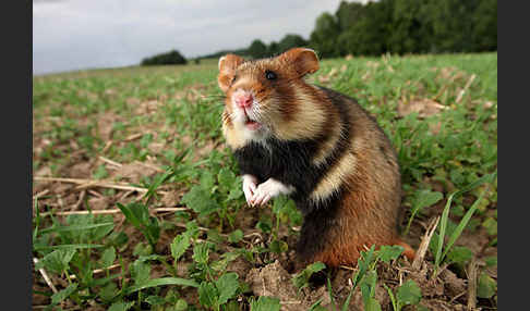 Hamster (Cricetus cricetus)