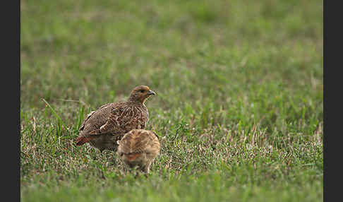 Rebhuhn (Perdix perdix)