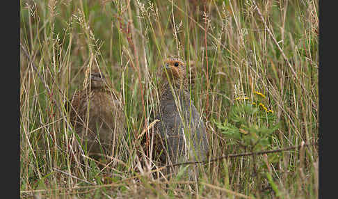 Rebhuhn (Perdix perdix)