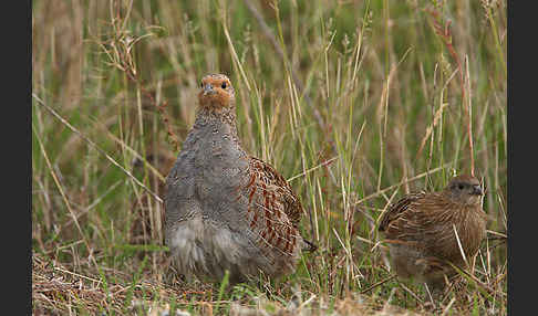 Rebhuhn (Perdix perdix)