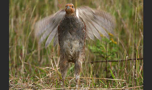 Rebhuhn (Perdix perdix)