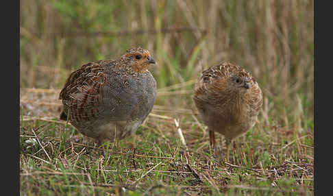 Rebhuhn (Perdix perdix)