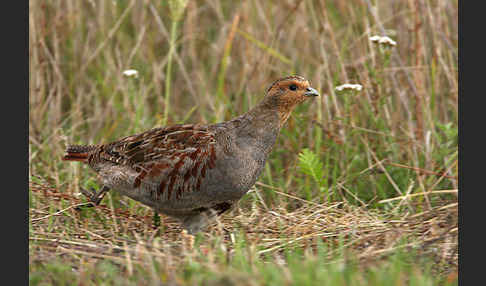 Rebhuhn (Perdix perdix)