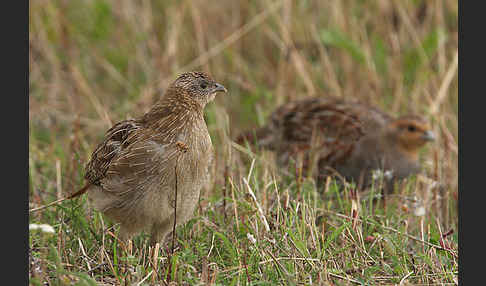 Rebhuhn (Perdix perdix)