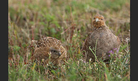 Rebhuhn (Perdix perdix)