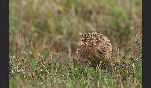 Rebhuhn (Perdix perdix)