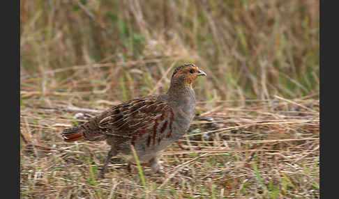 Rebhuhn (Perdix perdix)