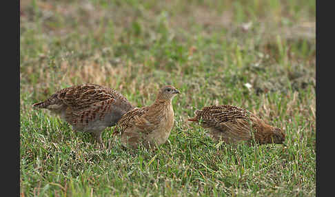 Rebhuhn (Perdix perdix)