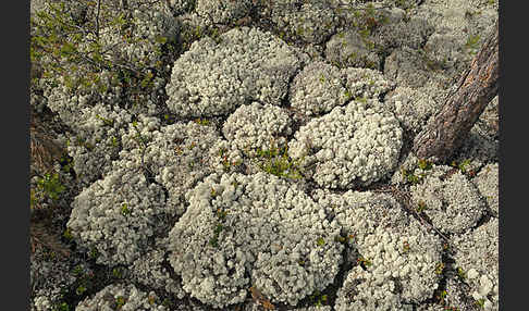 Rentierflechte (Cladonia rangiferina)