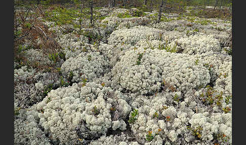 Rentierflechte (Cladonia rangiferina)