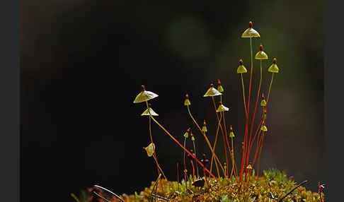 Gelbes Schirmmoos (Splachnum luteum)