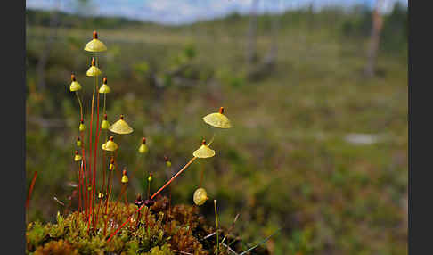 Gelbes Schirmmoos (Splachnum luteum)