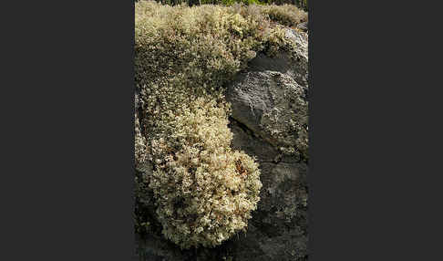 Rentierflechte (Cladonia rangiferina)