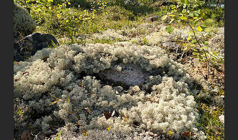 Rentierflechte (Cladonia rangiferina)