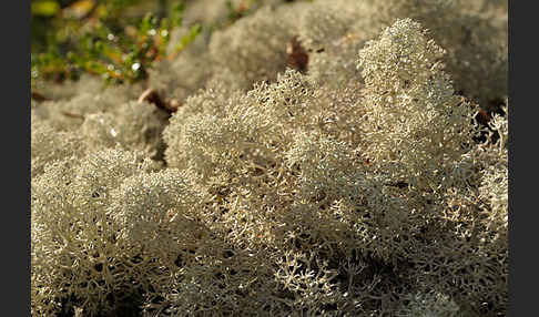 Rentierflechte (Cladonia rangiferina)