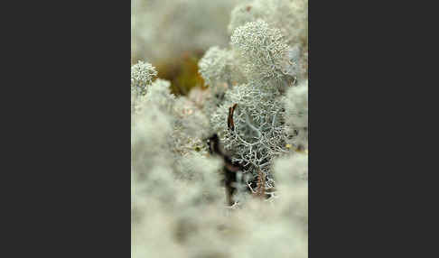 Rentierflechte (Cladonia rangiferina)