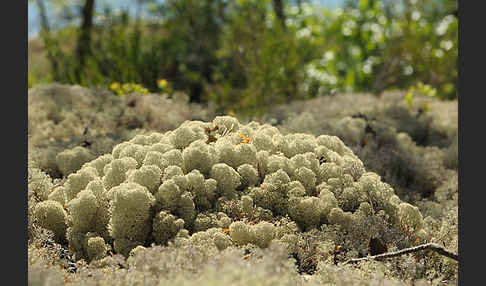 Rentierflechte (Cladonia rangiferina)