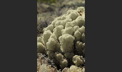 Rentierflechte (Cladonia rangiferina)