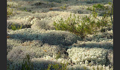 Rentierflechte (Cladonia rangiferina)