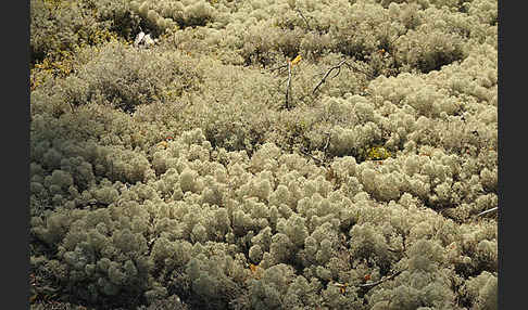 Rentierflechte (Cladonia rangiferina)