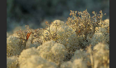 Rentierflechte (Cladonia rangiferina)