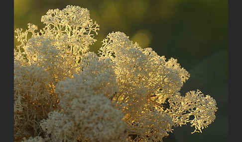 Rentierflechte (Cladonia rangiferina)