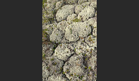 Rentierflechte (Cladonia rangiferina)