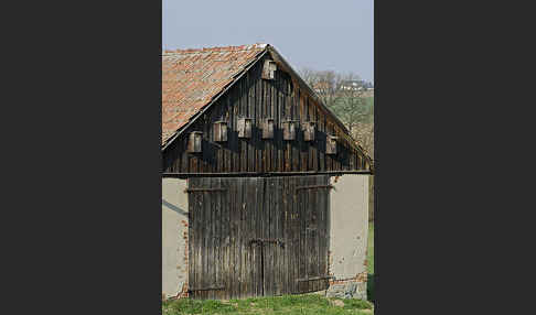 Nistkasten (nest box)