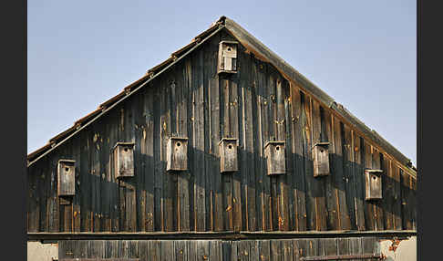 Nistkasten (nest box)