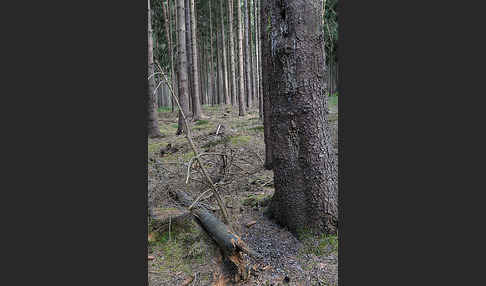 Sperlingskauz (Glaucidium passerinum)