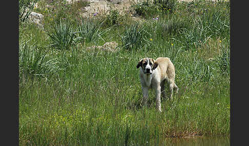 Haushund (Canis lupus familiaris)