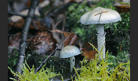 Grünspan-Träuschling (Stropharia aeruginosa)