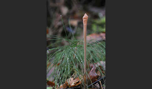 Röhrige Keule (Macrotyphula fistulosa)