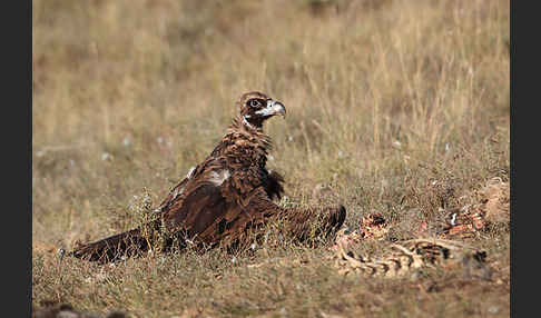 Mönchsgeier (Aegypius monachus)