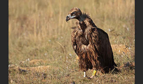 Mönchsgeier (Aegypius monachus)