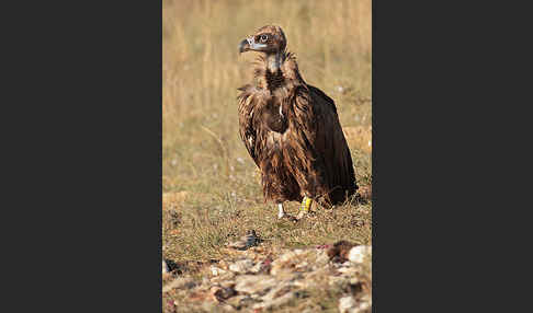 Mönchsgeier (Aegypius monachus)