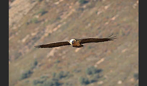 Bartgeier (Gypaetus barbatus)